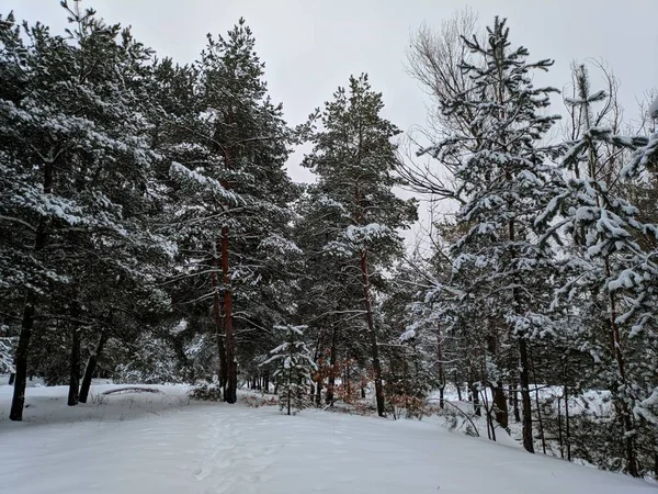 Winterlandschap Het Forest Pines Diepe Sneeuw Een Heleboel Sneeuw Takken — Stockfoto