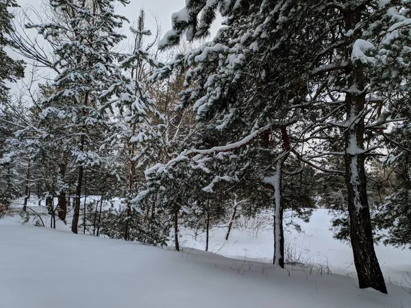 Winterlandschaft Wald Kiefern Tiefschnee Viel Schnee Auf Den Ästen — Stockfoto