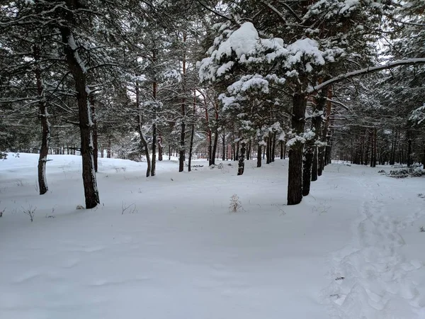 Paisaje Invernal Bosque Pinos Nieve Profunda Mucha Nieve Las Ramas — Foto de Stock