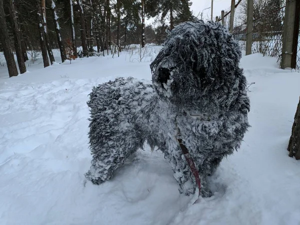 a big black dog in the snow, a dog in deep snow, snow on the wool