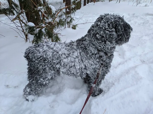 a big black dog in the snow, a dog in deep snow, snow on the wool