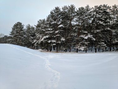 kış orman, dalları ormanda günbatımı çam ormanı içinde kışın karda çok güzel manzara