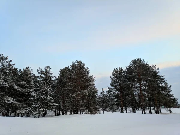 Krásná Krajina Zimním Lese Hodně Sněhu Větve Lese Západ Slunce — Stock fotografie