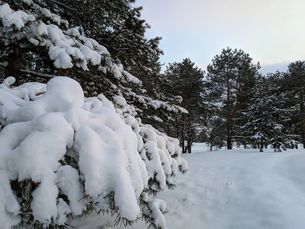 Prachtige Landschap Van Winter Bos Een Heleboel Sneeuw Takken Het — Stockfoto