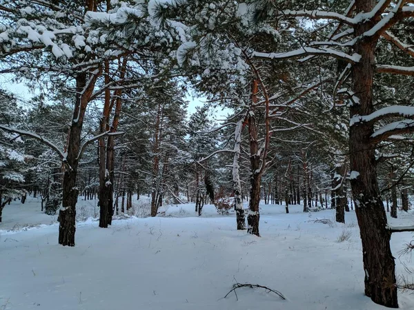 Bela Paisagem Floresta Inverno Muita Neve Nos Ramos Floresta Pôr — Fotografia de Stock