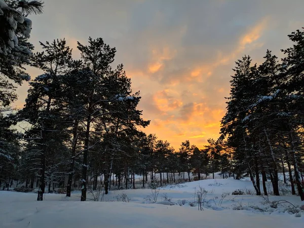 Bela Paisagem Floresta Inverno Muita Neve Nos Ramos Floresta Pôr — Fotografia de Stock