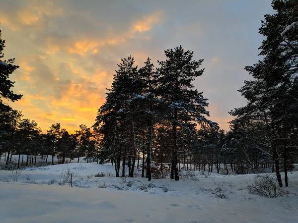 Красивый Пейзаж Зимнего Леса Много Снега Ветвях Леса Закат Зимой — стоковое фото