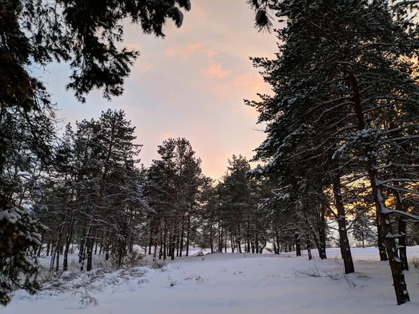 Bela Paisagem Floresta Inverno Muita Neve Nos Ramos Floresta Pôr — Fotografia de Stock