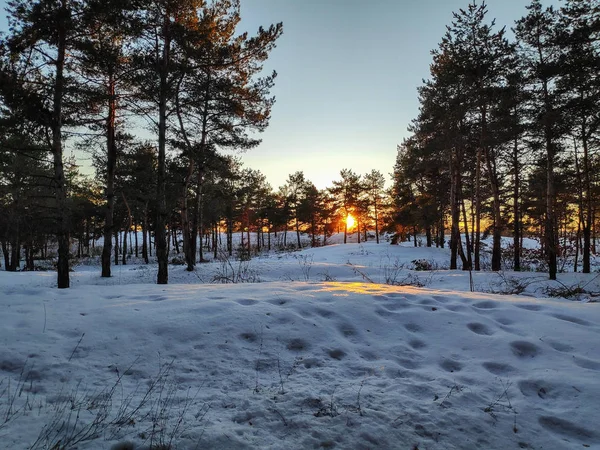 Krajobraz Zima Lesie Dużo Śniegu Gałęzi Drzew Śniegu Naturalny Krajobraz — Zdjęcie stockowe