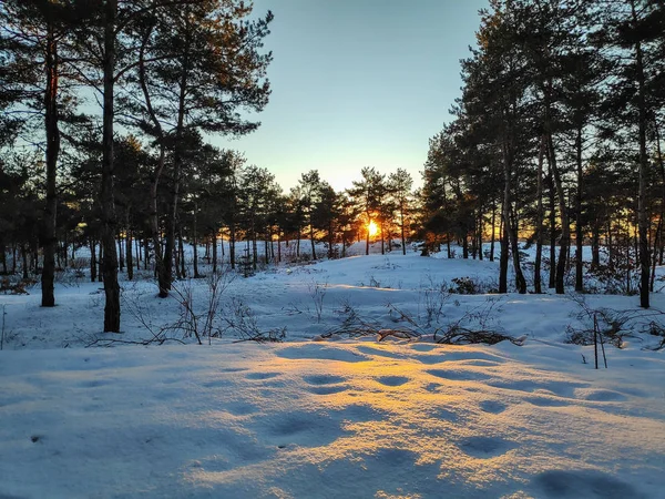 Paysage Hivernal Dans Forêt Beaucoup Neige Branches Arbres Dans Neige — Photo