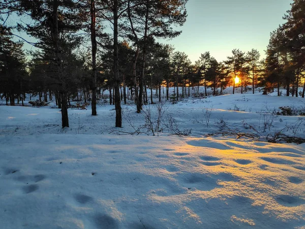 Paisaje Invierno Bosque Mucha Nieve Ramas Árboles Nieve Paisaje Natural — Foto de Stock