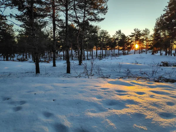 Paysage Hivernal Dans Forêt Beaucoup Neige Branches Arbres Dans Neige — Photo