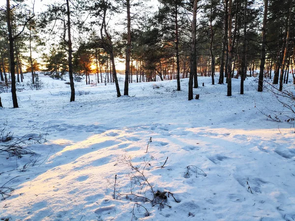 Зимний Пейзаж Лесу Много Снега Ветви Деревьев Снегу Природный Ландшафт — стоковое фото