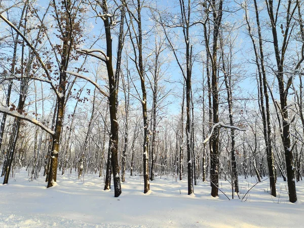 Kış Manzarası Ormandaki Çok Kar Kar Doğal Ağaç Dalları Ile — Stok fotoğraf