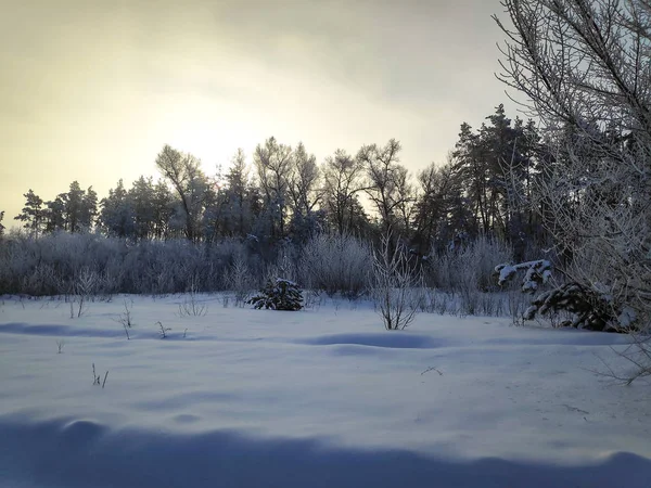 Paisagem Inverno Floresta Muita Neve Galhos Árvores Neve Paisagem Natural — Fotografia de Stock