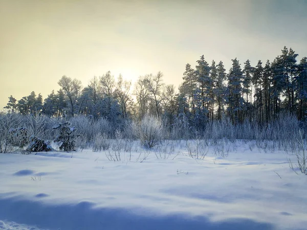 Paisagem Inverno Floresta Muita Neve Galhos Árvores Neve Paisagem Natural — Fotografia de Stock