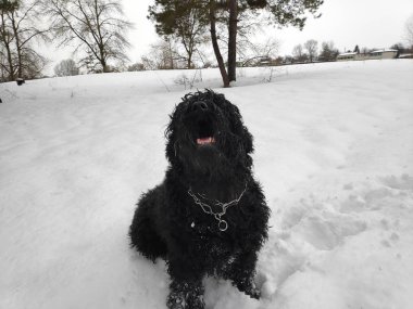 Beyaz kar, siyah terrier üzerinde büyük siyah köpek