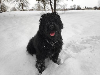 Beyaz kar, siyah terrier üzerinde büyük siyah köpek