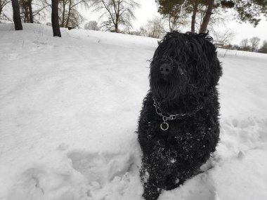 Beyaz kar, siyah terrier üzerinde büyük siyah köpek