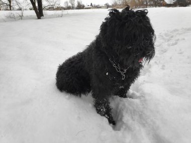 Beyaz kar, siyah terrier üzerinde büyük siyah köpek