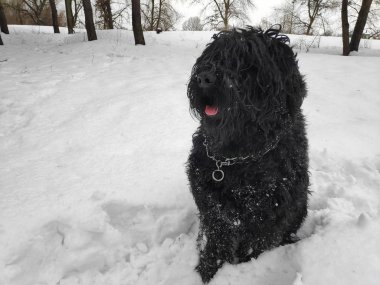 Beyaz kar, siyah terrier üzerinde büyük siyah köpek