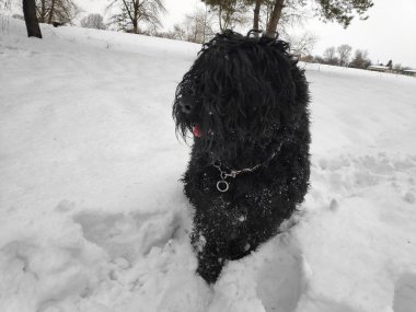 Beyaz kar, siyah terrier üzerinde büyük siyah köpek