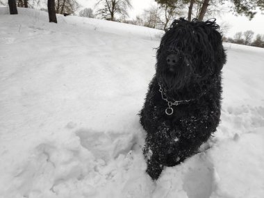 Beyaz kar, siyah terrier üzerinde büyük siyah köpek