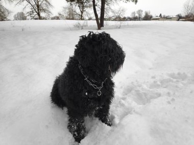 Beyaz kar, siyah terrier üzerinde büyük siyah köpek