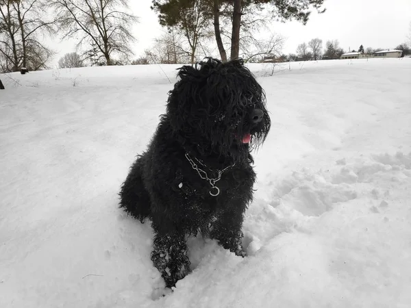 Big Black Dog White Snow Black Terrier — Stock Photo, Image