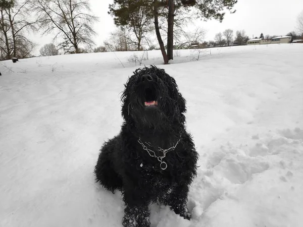 Big Black Dog White Snow Black Terrier — Stock Photo, Image