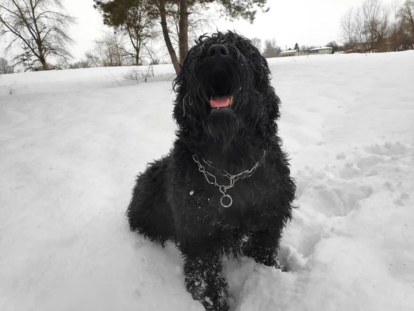 Beyaz kar, siyah terrier üzerinde büyük siyah köpek