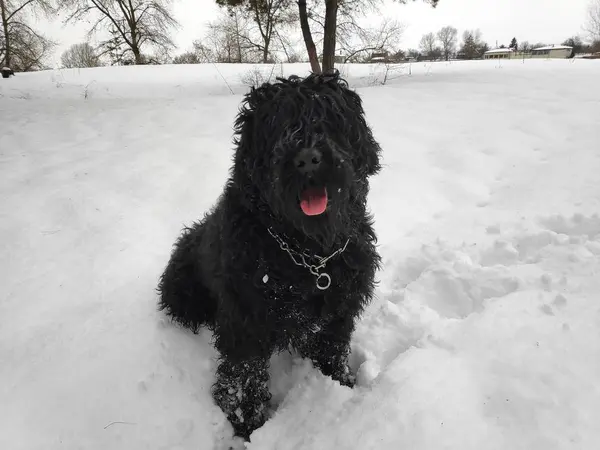 Beyaz kar, siyah terrier üzerinde büyük siyah köpek