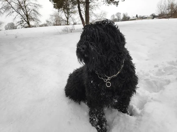 big black dog on white snow, black terrier