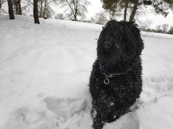 Beyaz kar, siyah terrier üzerinde büyük siyah köpek