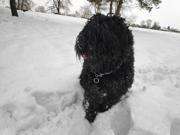 Beyaz kar, siyah terrier üzerinde büyük siyah köpek
