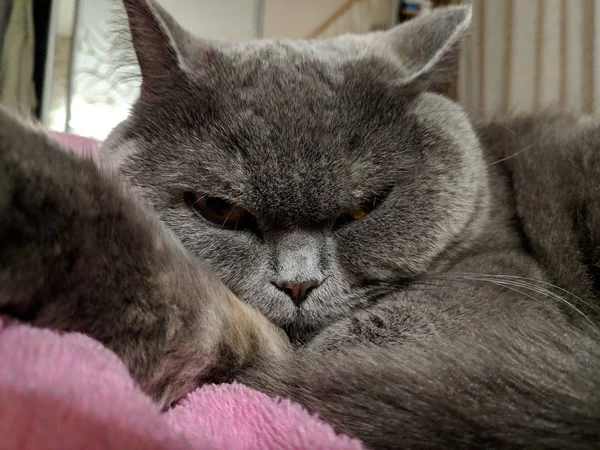Πρόσωπο Πολύ Θυμωμένος Γάτα — Φωτογραφία Αρχείου