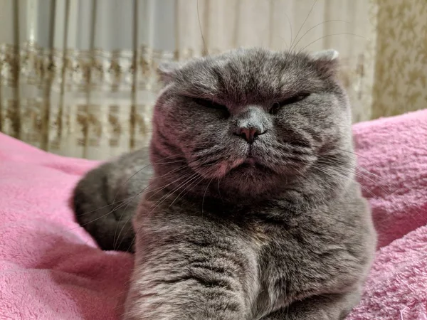 Muka Kucing Marah Stok Foto Muka Kucing Marah Gambar Bebas Royalti Depositphotos