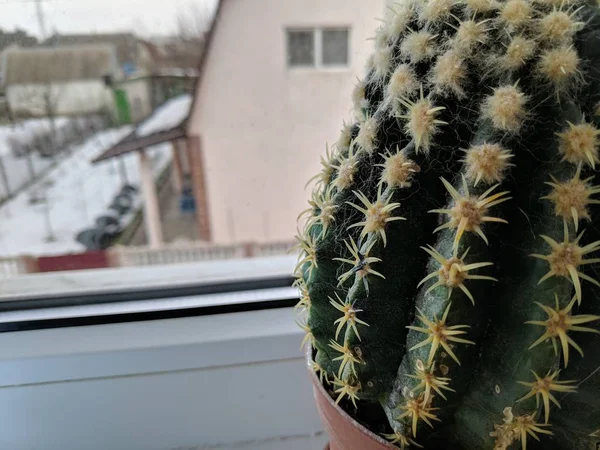 Green Spiny Cactus Windowsill — Stock Photo, Image