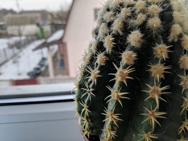 Cactus Espinoso Verde Alféizar Ventana —  Fotos de Stock