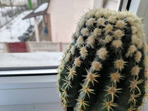 Cactus Spinoso Verde Sul Davanzale Della Finestra — Foto Stock