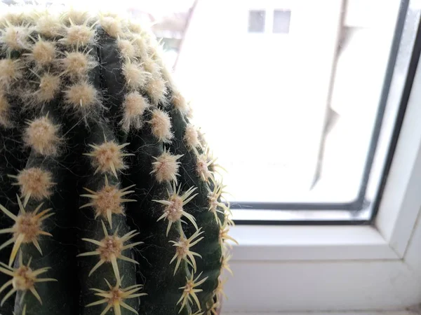 Groene Doornige Cactus Vensterbank — Stockfoto