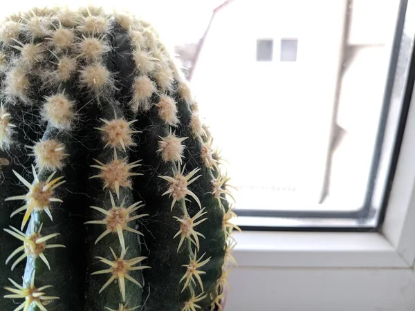 Grüner Stacheliger Kaktus Auf Der Fensterbank — Stockfoto