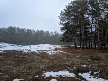 sis, kar, bahar tezcan ormandaki sahip kış manzarası