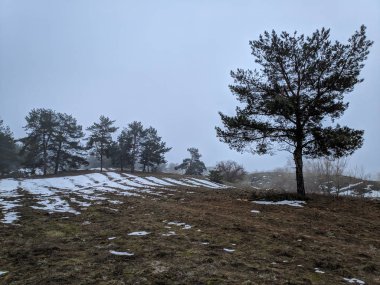 sis, kar, bahar tezcan ormandaki sahip kış manzarası