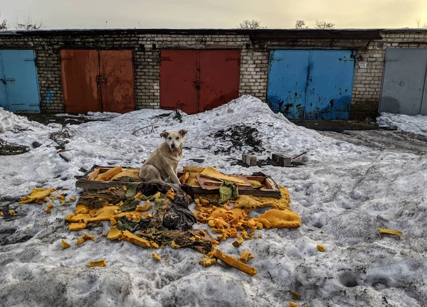 köpek mobilya mahvetti, Köpek yatak parçaladı