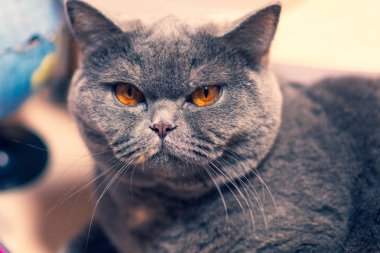 kedinin namlu, kedi gözleri, masanın üzerinde yatan bir kedi korkunç görünümünü