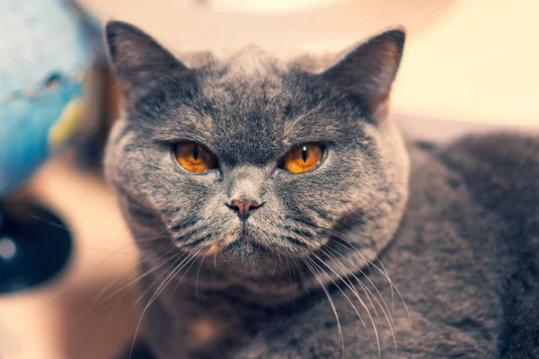 Cat Muzzle Cat Eyes Terrible Look Cat Lies Table — Stock Photo, Image