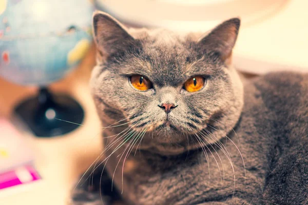 Focinho Gato Olhos Gato Olhar Terrível Gato Que Encontra Mesa — Fotografia de Stock