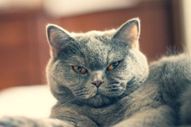 kedi kedi yüz, güzel kedi gözleri ve bıyık, yatağa yatıyor