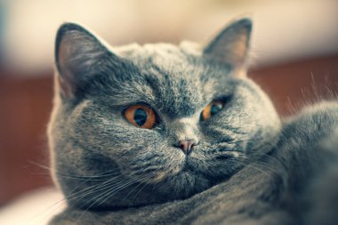 kedi kedi yüz, güzel kedi gözleri ve bıyık, yatağa yatıyor